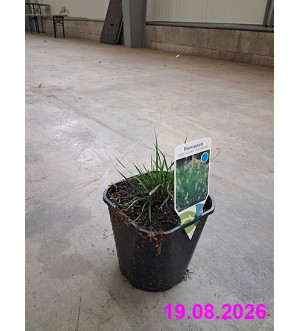 Pennisetum alop. 'Little Bunny' C 2 L